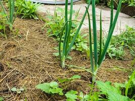 Grün frisch lange Zwiebel wächst im das Garten. essbar Anlage, Natur, Anbau. Nahansicht Fotografie, Gartenarbeit. foto