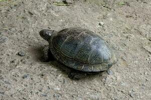 europäisch Teich Schildkröte Emys orbicularis. Nahansicht von ein Fluss Schildkröte aalen im das Sonne. Sommer, sonnig Tag, Nahansicht foto