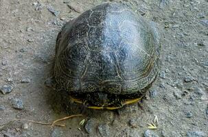 europäisch Teich Schildkröte Emys orbicularis. Nahansicht von ein Fluss Schildkröte aalen im das Sonne. Sommer, sonnig Tag, Nahansicht foto