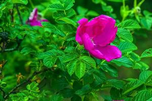 Rosa Rose rugosa.blühend rosa Rugosa. japanisch Rose. Sommer- blumen.grün Blätter und Rosa Blumen. foto