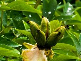 Saat von Baum Pfingstrose Blume. Grün Blätter Hintergrund. foto