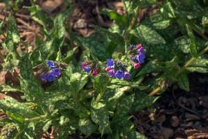 Lungenentzündung officinalis wild blühen Wald Anlage, Gruppe von Blau violett lila Rosa Blumen im blühen, Grün Blätter foto