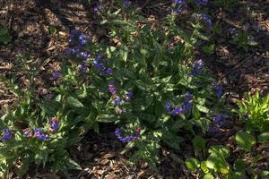 Lungenentzündung officinalis wild blühen Wald Anlage, Gruppe von Blau violett lila Rosa Blumen im blühen, Grün Blätter foto