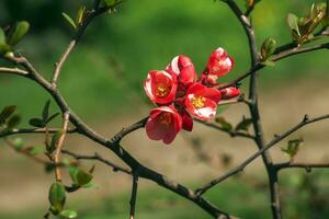 japanisch Zier Quitte im Latein Chaenomeles blüht im das Garten mit rot Blumen. foto