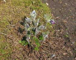 schön Pulsatilla vulgaris im das Garten im Frühling. Pulsatilla gemein, Küchenschelle, ist ein Spezies von blühen Pflanze Zugehörigkeit zu das Butterblume Familie, Ranunkeln. foto