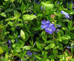 geringer Immergrün Variegata. Latein Name vinca geringer Variegata. foto