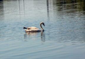 whooper Schwan, Cygnus Cygnus. einsam Vogel auf das Wasser. ein wild Schwan schwimmt auf das Oberfläche von das Fluss. foto