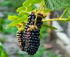 Brombeeren auf ein Grün Ast. reif Brombeeren. köstlich schwarz Beere wachsend auf das Gebüsch. Beere Obst trinken. saftig Beere auf ein Ast. foto