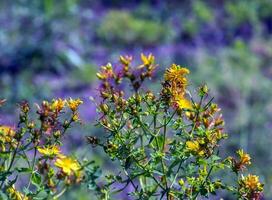 Nahansicht von ein blühen medizinisch Kraut st. Johns Würze. Latein Name Hypericum Perforatum l. foto