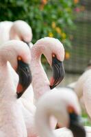 ein Single Flamingo vereinzelt aus im ein Herde foto