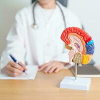Arzt mit Mensch Gehirn Anatomie Modell. Welt Gehirn Tumor Tag, Gehirn Schlaganfall, Demenz, Alzheimer, Parkinson und Welt mental Gesundheit Konzept foto