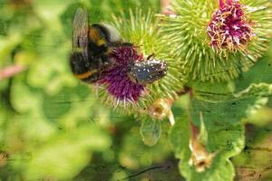 Sommer- lila Distel Blume unter Grün im ein wild Wiese, foto