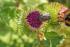 Sommer- lila Distel Blume unter Grün im ein wild Wiese, foto