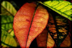 bunt Blätter von Pflanzen im Nahansicht Erstellen ein interessant und Original Hintergrund foto