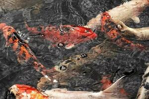 bunt Weiß und rot japanisch Karpfen Fisch Schwimmen im ein Teich foto