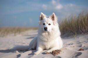 Weiß samoyed Hund auf das Sand Dünen beim das Strand, schön Weiß amerikanisch Eskimo Hund Sitzung auf das Strand, ai generiert foto