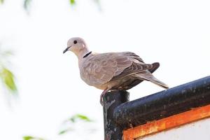 eurasische Kragentaube in Rajasthan, Indien foto