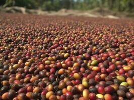 äthiopisch rot und Grün Kaffee Kirschen Lügen zu trocken im das Sonne. diese Prozess ist das natürlich Verfahren. gut zuria, Äthiopien, generieren ai foto