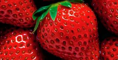 Öko Erdbeere. Makro von frisch organisch natürlich Beeren. Obst rot Hintergrund - - ai generiert Bild foto