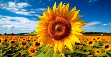 Feld von Sonnenblumen im blühen, heiß sonnig Sommer, Panorama- hell Hintergrund - - ai generiert Bild foto