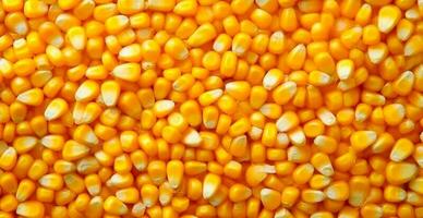 geschält Mais Maiskolben, Gelb Samen, oben Aussicht - - ai generiert Bild foto