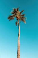 Palme tropisch Hintergrund. Illustration ai generativ foto