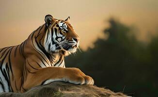Tiger im das Urwald beim Sonnenuntergang. ai generiert foto