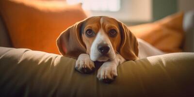 Beagle Lügen auf Sofa - - ai generativ foto