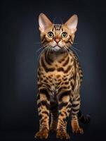 Studio Fotografie von ein Bengalen Katze auf farbig Hintergründe, Scheinwerfer. generativ ai foto