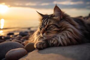 schön Maine Waschbär Katze auf das Strand beim Sonnenuntergang. generativ ai foto