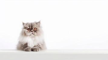 persisch Katze auf Weiß Hintergrund. Kopieren Raum zum Ihre Text. generativ ai foto