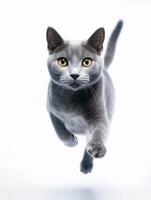 schön Russisch Blau Katze isoliert auf Weiß Hintergrund. Studio Schuss. foto