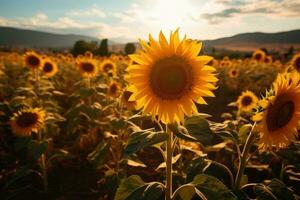 Feld von Blühen Sonnenblumen gegen Sonnenuntergang golden Licht, ai generativ foto