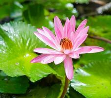 Rosa Seerose Innerhalb das Teich im das botanisch Garten, Honig Biene nehmen Nektar, mahe Seychellen foto