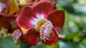 Nahansicht von Kanon Ball Blumen im das botanisch Garten auf mahe Insel, Seychellen foto