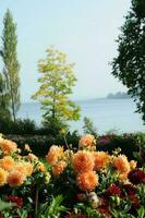 Blumen beim See Konstanz foto