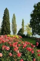 Blumen beim See Konstanz foto