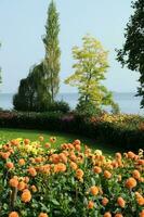 Blumen beim See Konstanz foto
