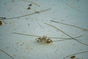 Geist Krabbe auf das Strand, mahe Seychellen foto