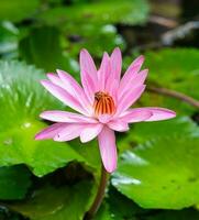 Rosa Seerose Innerhalb das Teich im das botanisch Garten, Honig Biene nehmen Nektar, mahe Seychellen foto