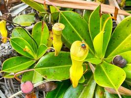 fliegen auf das Krug Pflanzen auf oben von Kopolie Natur Pfad, mahe Seychellen foto