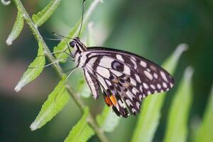 Schmetterling Sitzung auf Blume oder Grün Blatt foto