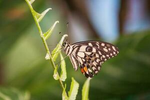 Schmetterling Sitzung auf Blume oder Grün Blatt foto