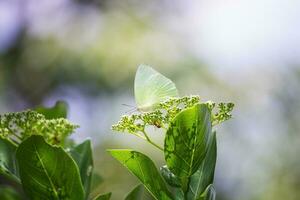 Schmetterling Sitzung auf Blume oder Grün Blatt foto