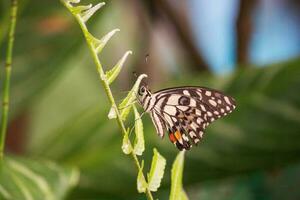 Schmetterling Sitzung auf Blume oder Grün Blatt foto