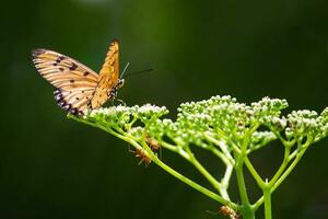 Schmetterling Sitzung auf Blume oder Grün Blatt foto