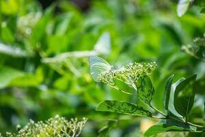 Schmetterling Sitzung auf Blume oder Grün Blatt foto