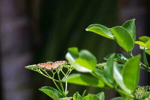 Schmetterling Sitzung auf Blume oder Grün Blatt foto