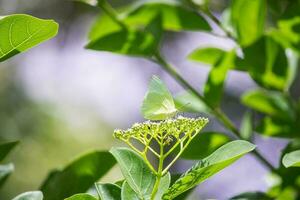 Schmetterling Sitzung auf Blume oder Grün Blatt foto