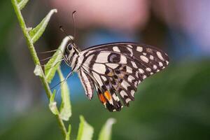 Schmetterling Sitzung auf Blume oder Grün Blatt foto